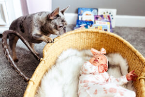 A dog looks at a newborn baby inside of her basinet, curious about who this little creature is